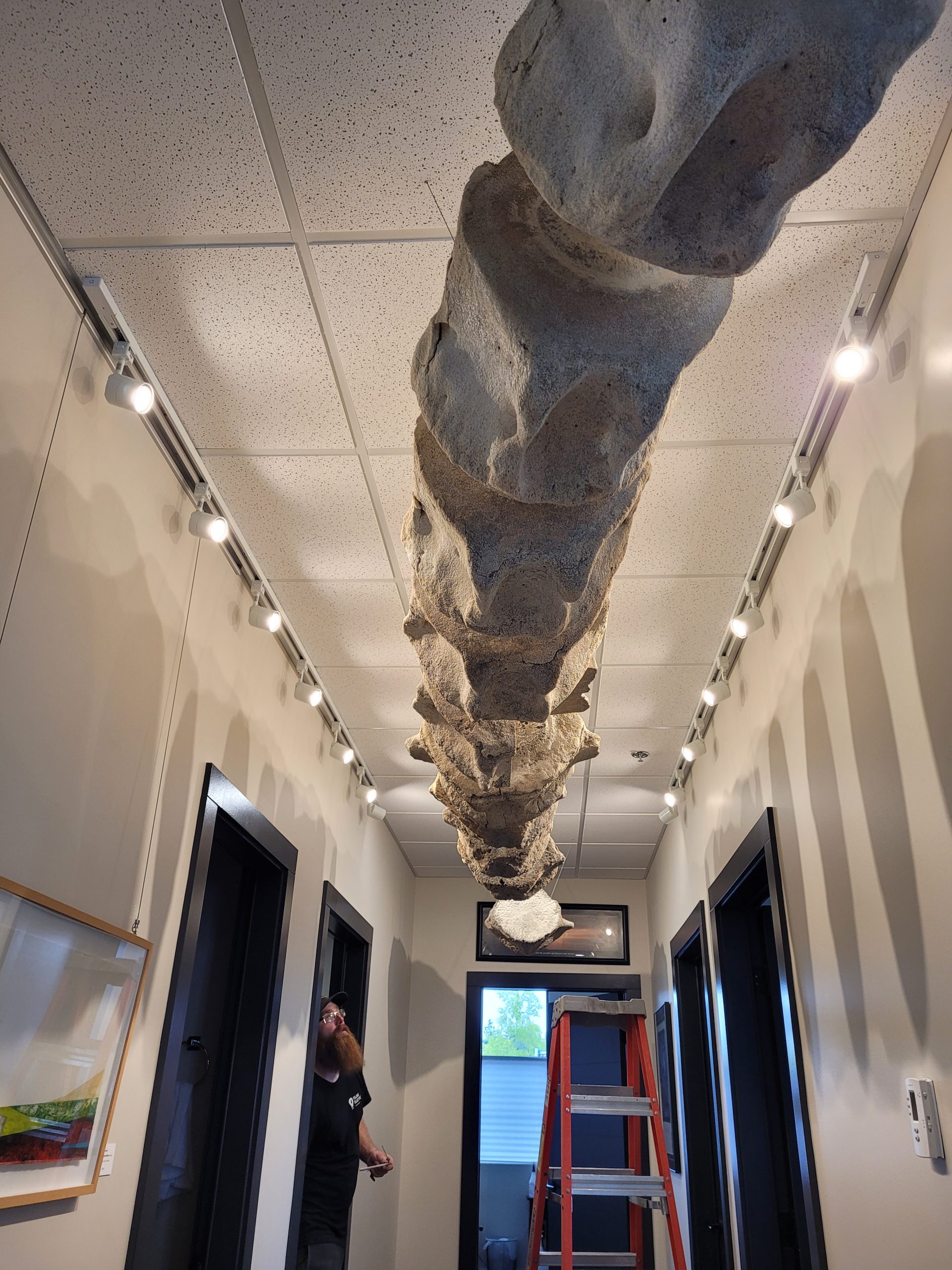 Blue whale display